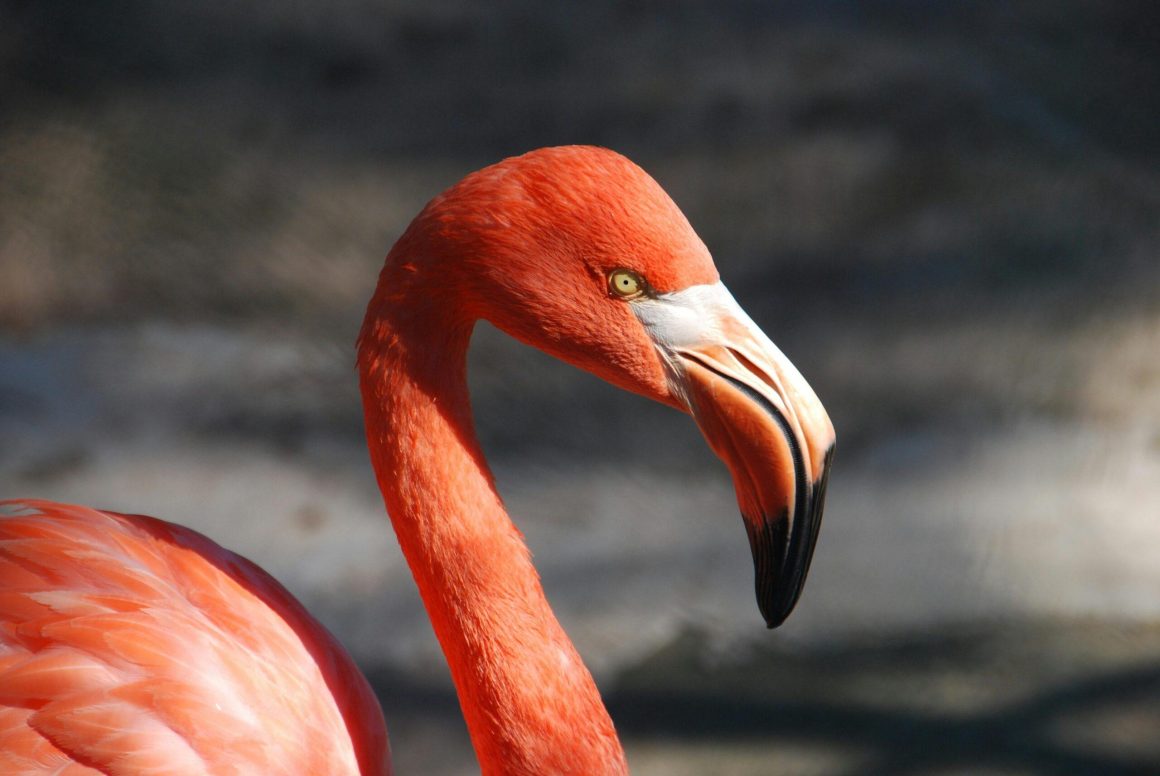 Titelbild: Pexels.com
