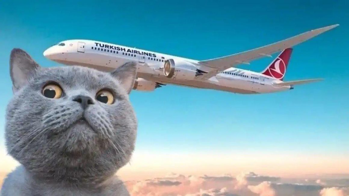 thy-ucaginda-kacak-kedi-krizi-2